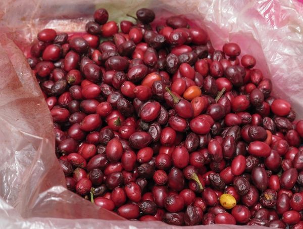 erythroxylum-coca-seeds-buy-online-6