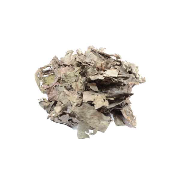 psychotria_carthagenensis_amyruca_25_gramm_suhih_listev-107-B