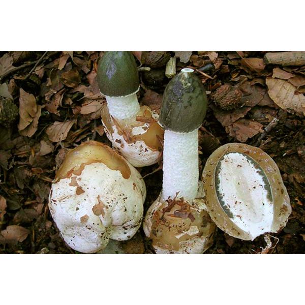 veselka_obyiknovennaya_phallus_impudicus_fallyus_neskromnyiy-26-B
